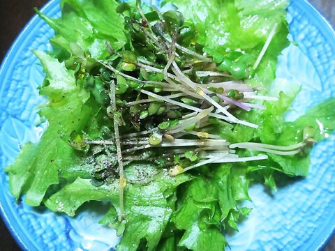 レタスとスプラウトのサラダ